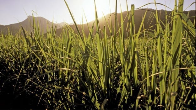 Queensland sugar sector's genomic breakthrough to boost renewable energy transition