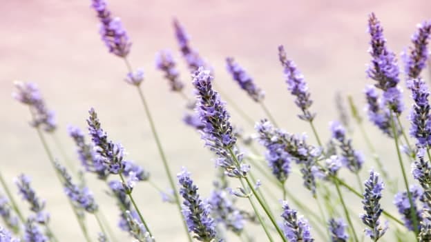 How office scents propel productivity and well-being