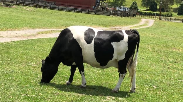New Zealand imam and dairy farm owner allegedly exploited migrant workers