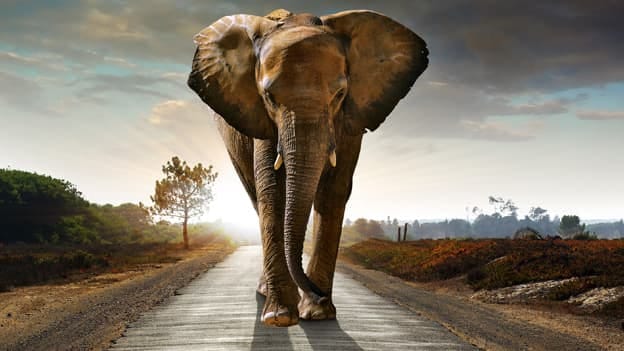 Taming of the elephant