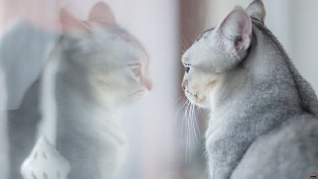 AI can now ‘replicate’ itself and even mimic human personalities, experts say