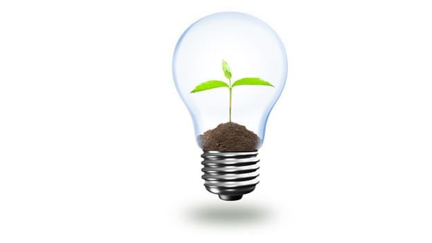 How leaders best seed and nourish innovation