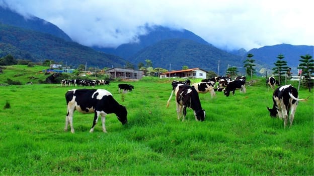 Milk supply shortages loom amid planned Victoria dairy strikes