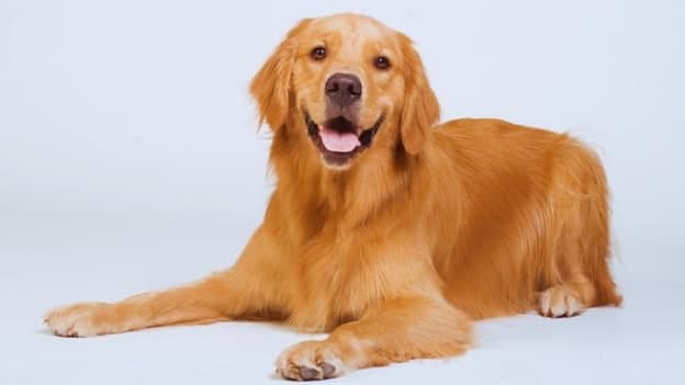 Paws, Perks & Productivity: Innovative approaches to prioritise employee well-being