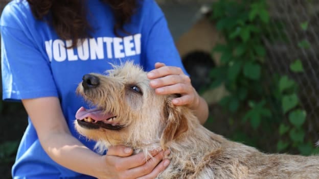 Top companies in the Philippines that volunteer for a cause