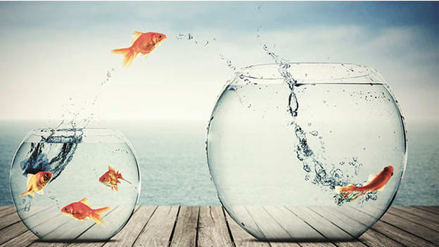 Reversing the organizational entropy in times of accelerated disruption