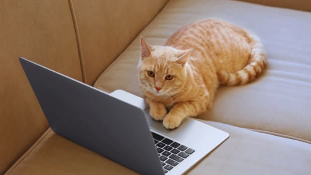 Cat sends owner’s resignation letter, leaves her jobless