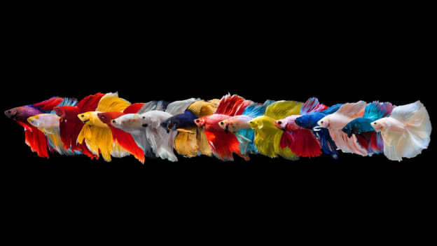 Why you need a workplace culture that values Diversity & Inclusion