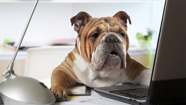 Paws for thought: the pros and cons of a pet-friendly office