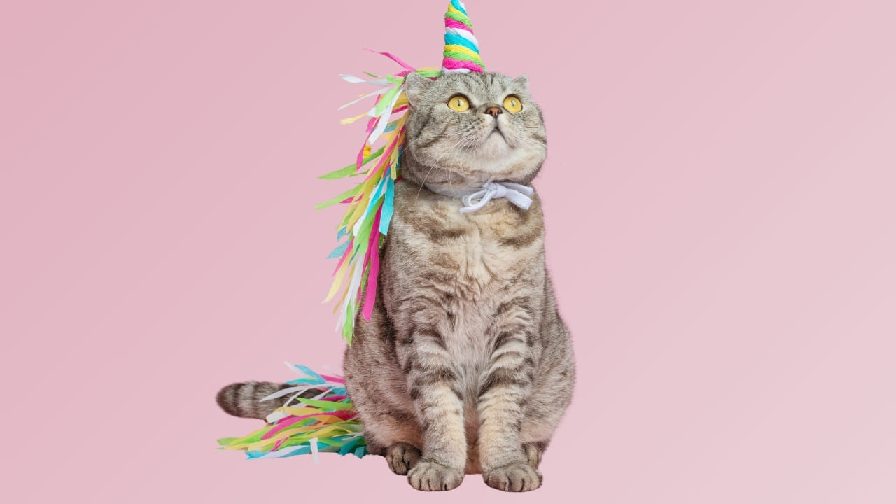 Your unicorn doesn’t exist. Better learn how to create it yourself