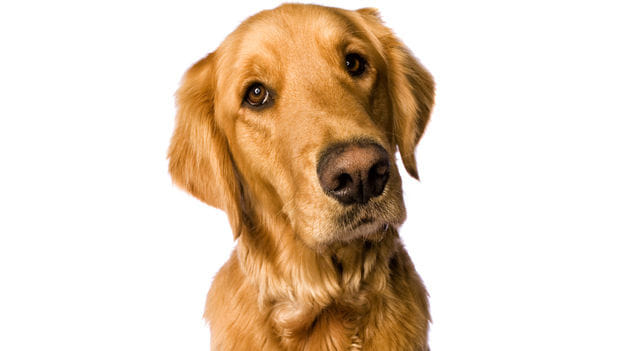 Management lessons I've learnt from my dog
